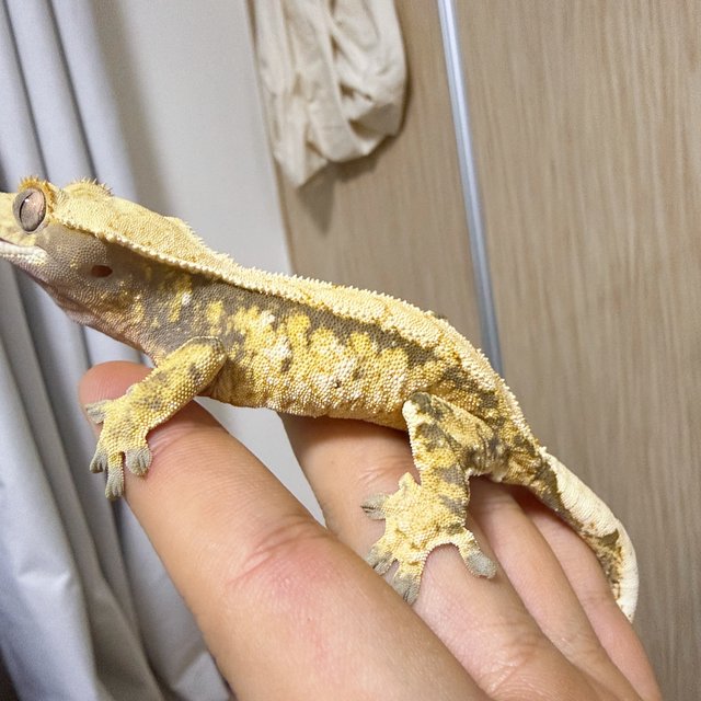 노멀 화이트스팟 트라이 익스트림할리퀸