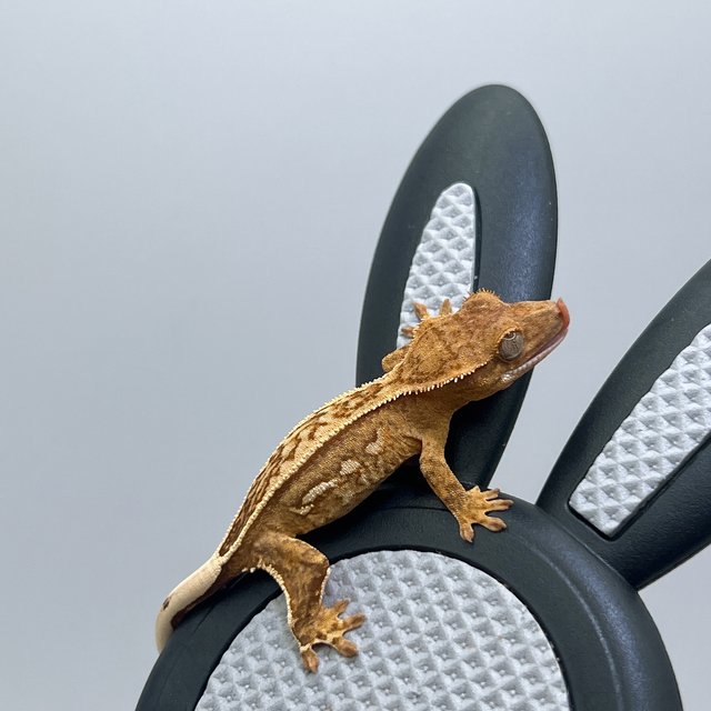 노멀 쿼드 크림시클