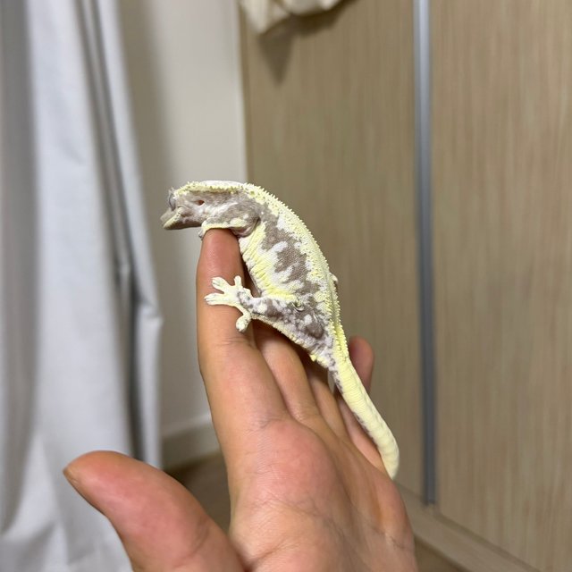 릴잔틱 솔리드백