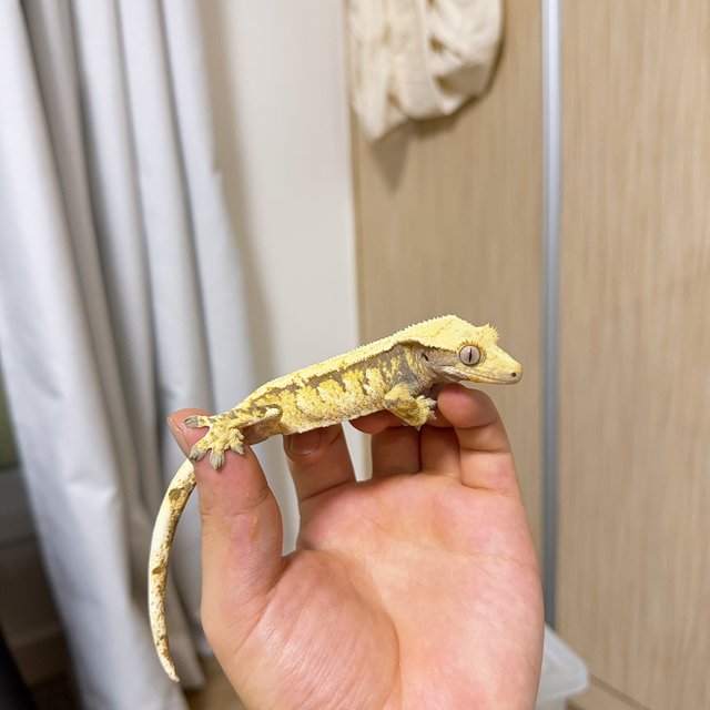 노멀 화이트스팟 트라이 익스트림할리퀸