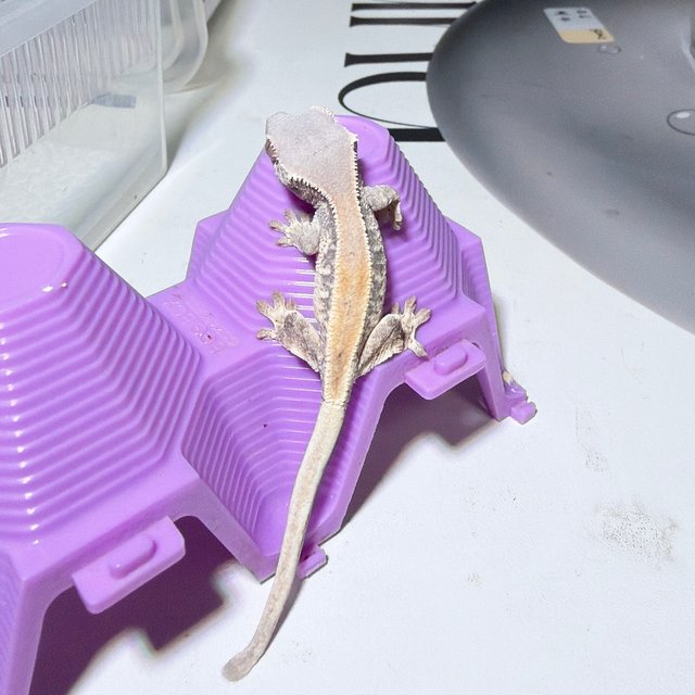 솔리드백 릴리 세이블