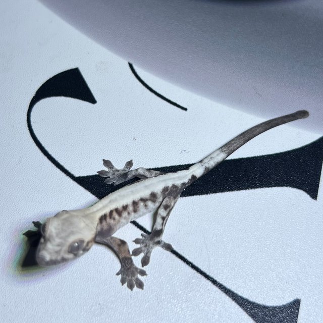 슈퍼세이블 릴리