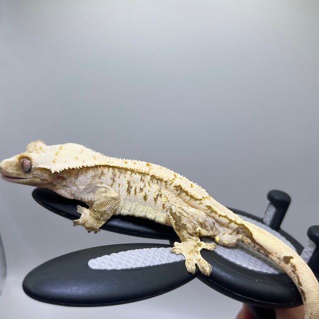 노멀 드리피 화이트스팟