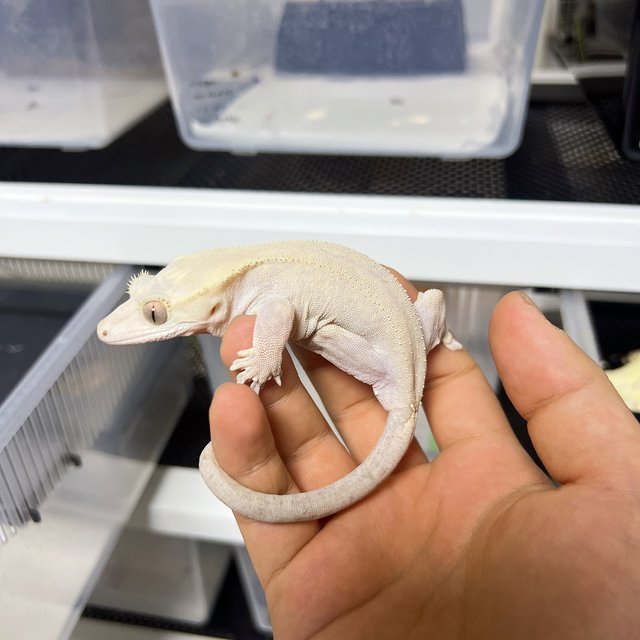 하이포 카푸치노