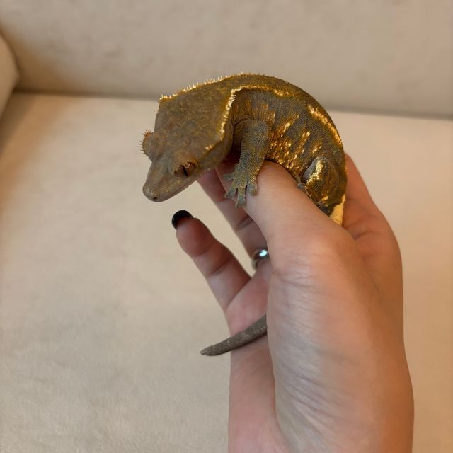 카푸치노