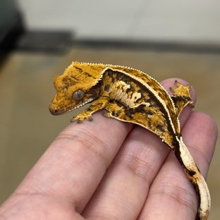 핀스트라이프 텐저린 익스트림할리퀸