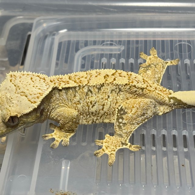 트라이 옐로우 익스트림할리퀸