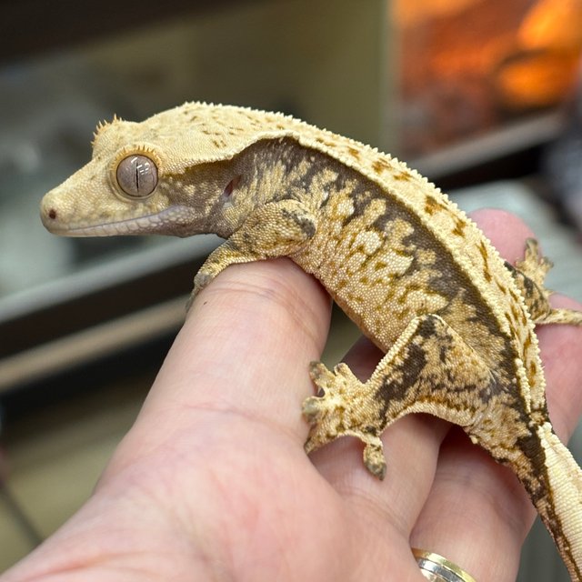 크림 익스트림할리퀸 트라이