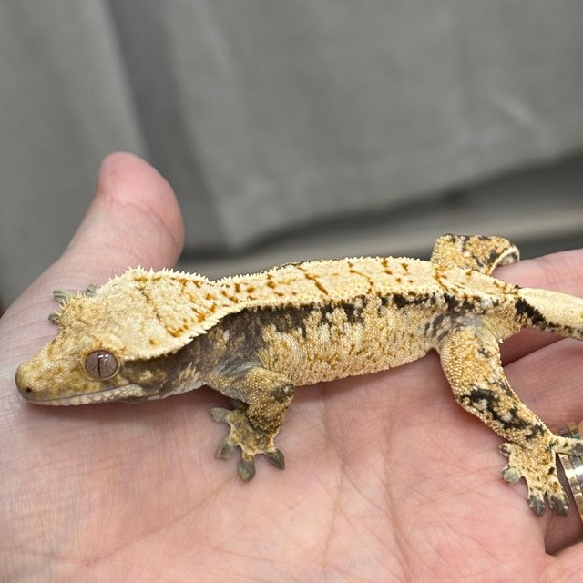 트라이 익스트림할리퀸 옐로우