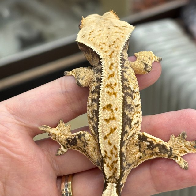 크림 익스트림할리퀸 트라이