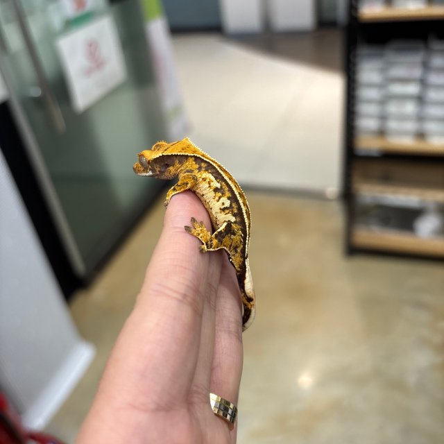 핀스트라이프 텐저린 익스트림할리퀸