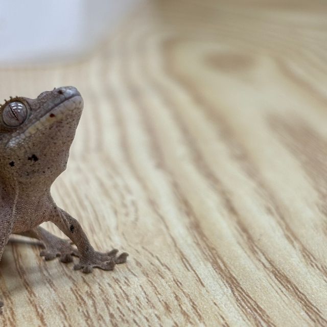 달마시안