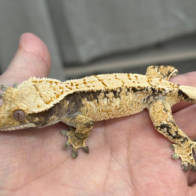 트라이 익스트림할리퀸 옐로우