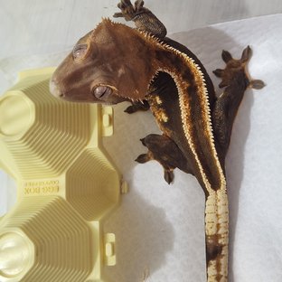 100%헷아잔틱 슈퍼스트라이프