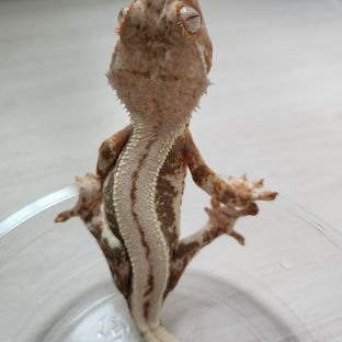 100%헷아잔틱