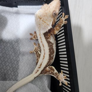 100%헷아잔틱 슈퍼스트라이프