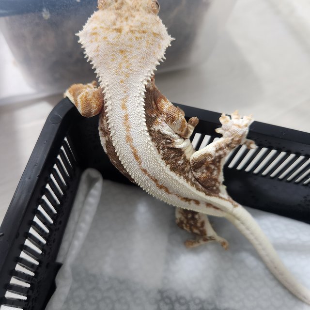 100%헷아잔틱 슈퍼스트라이프