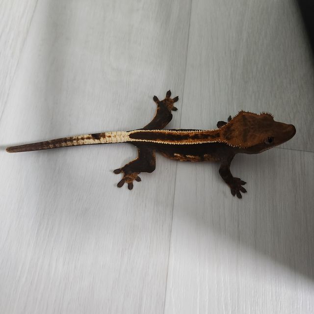 100%헷아잔틱 슈퍼스트라이프