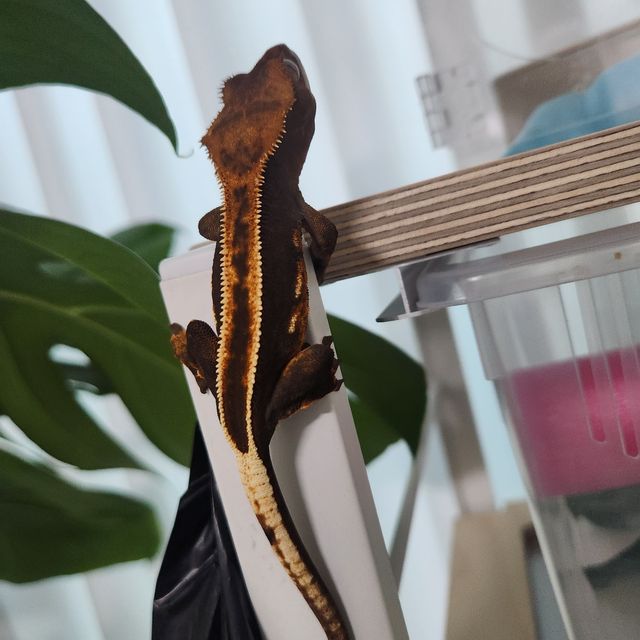 100%헷아잔틱 슈퍼스트라이프