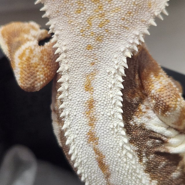 100%헷아잔틱 슈퍼스트라이프