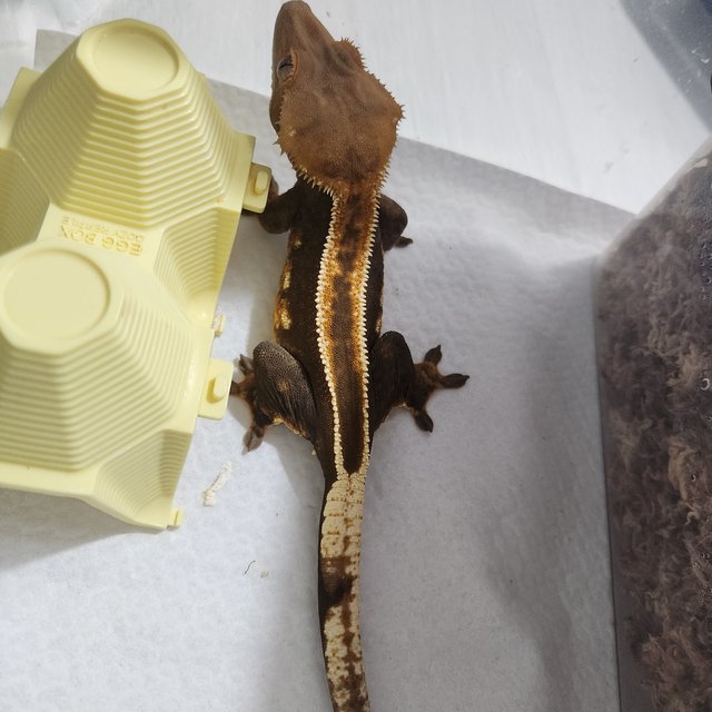 100%헷아잔틱 슈퍼스트라이프