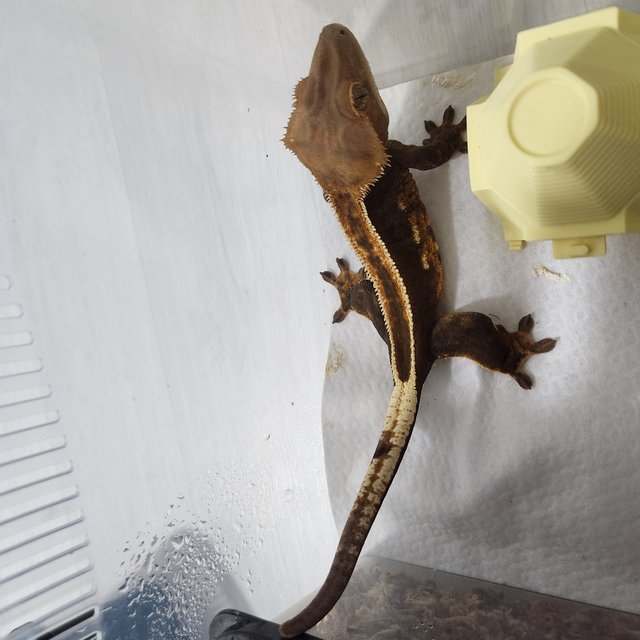 100%헷아잔틱 슈퍼스트라이프