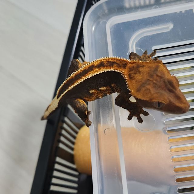 100%헷아잔틱 슈퍼스트라이프