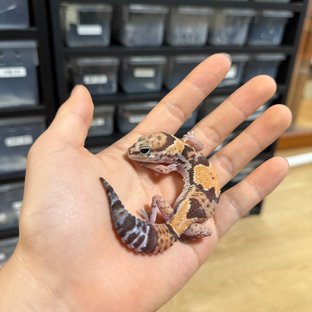 노멀 헷 오레오 헷 패턴리스 헷 고스트