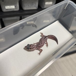 오레오 패턴리스