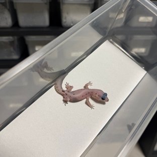 오레오 패턴리스 헷 고스트