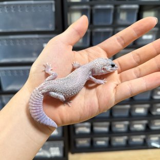 오레오 패턴리스 헷 고스트