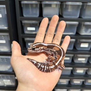 노멀 헷 고스트 헷 오레오 헷 패턴리스