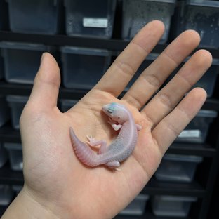 아멜라니스틱 오레오 패턴리스