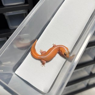 아멜라니스틱 패턴리스 헷 오레오