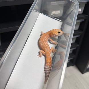 화이트아웃 아멜라니스틱 패턴리스