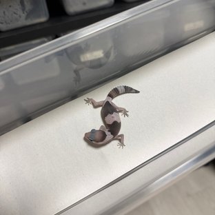 오레오 헷 패턴리스 헷 고스트