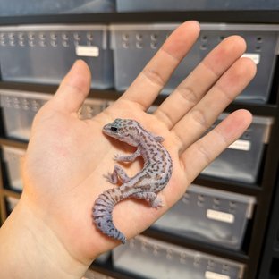 화이트아웃 패턴리스 헷 고스트 헷 오레오