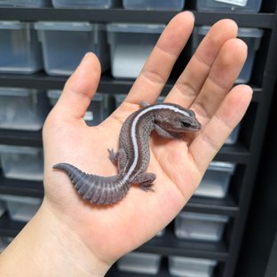 오레오 패턴리스