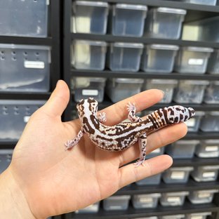 화이트아웃 헷 오레오