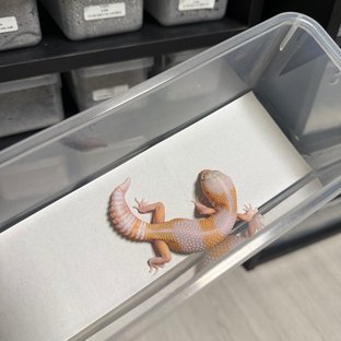 아멜라니스틱 카라멜 헷 오레오 헷 줄루 헷 패턴리스