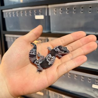 오레오 헷 패턴리스 헷 고스트