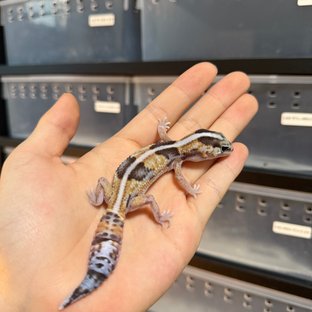 화이트아웃 헷 고스트 헷 오레오 헷 패턴리스