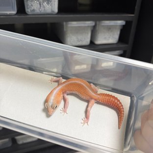 아멜라니스틱 패턴리스