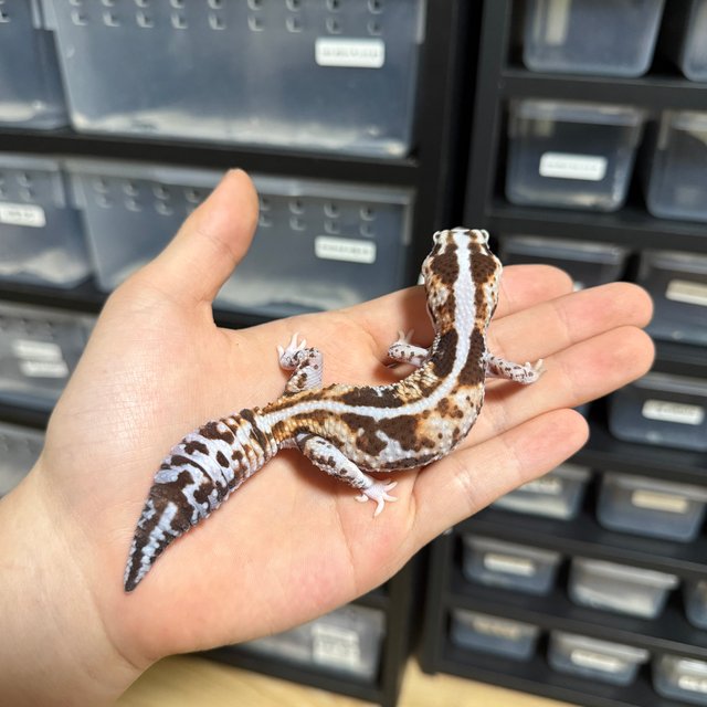 화이트아웃 헷 오레오