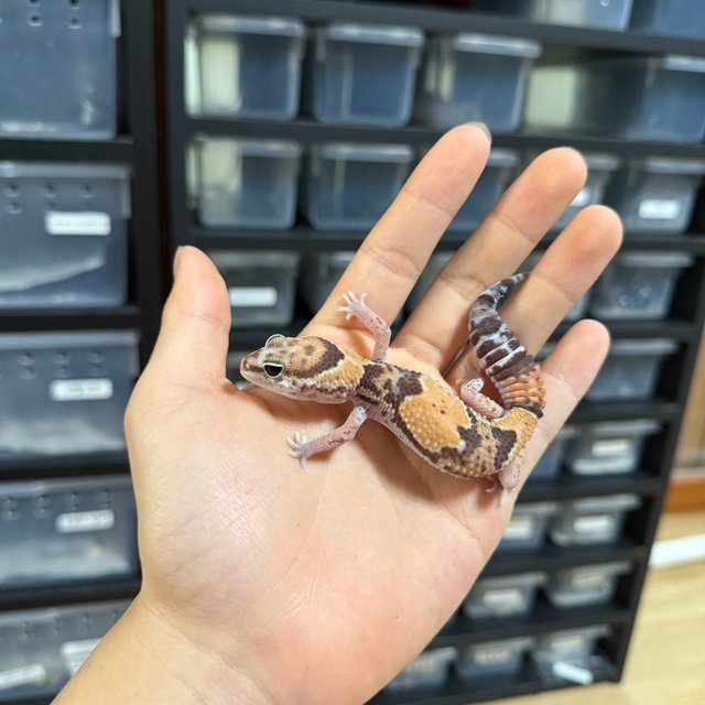 노멀 헷 오레오 헷 패턴리스 헷 고스트