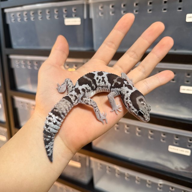 화이트아웃 오레오