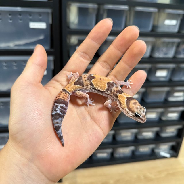 노멀 헷 오레오 헷 패턴리스 헷 고스트