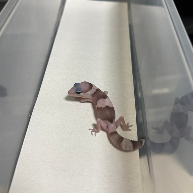 오레오 헷 고스트 헷 패턴리스