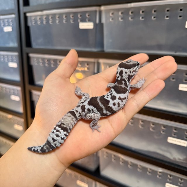 화이트아웃 오레오