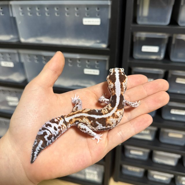 화이트아웃 헷 오레오